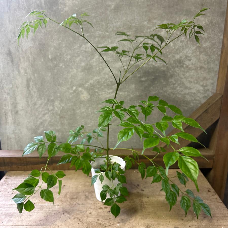 観葉植物　ステレオスペルマム