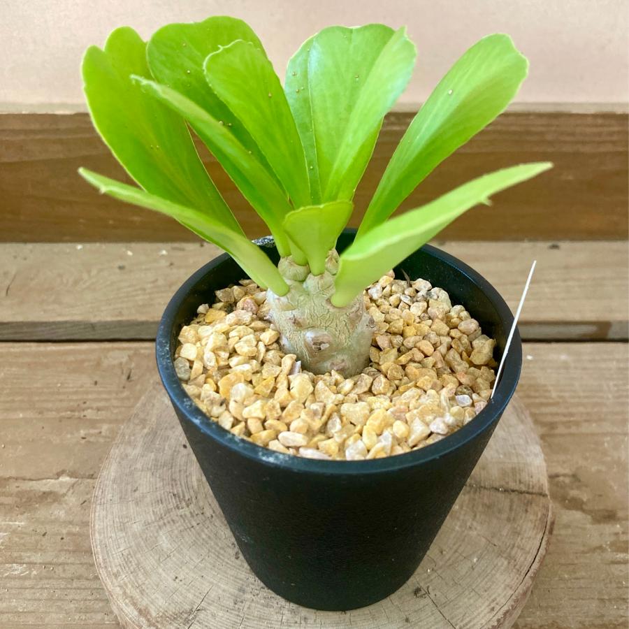 多肉植物　ユーフォルビア　ポイゾニー（Yahoo!・plantlife）