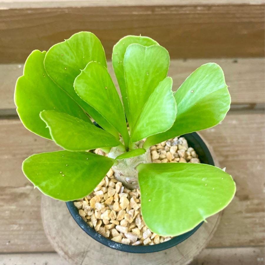 多肉植物 ユーフォルビア ポイゾニー : plantlife - 通販 - Yahoo