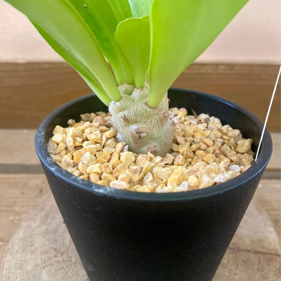 多肉植物 ユーフォルビア ポイゾニー : plantlife - 通販 - Yahoo