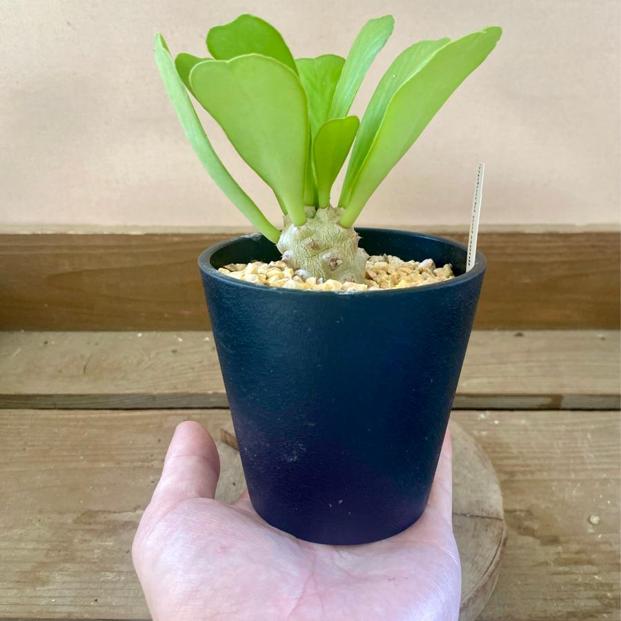 多肉植物 ユーフォルビア ポイゾニー : plantlife - 通販 - Yahoo