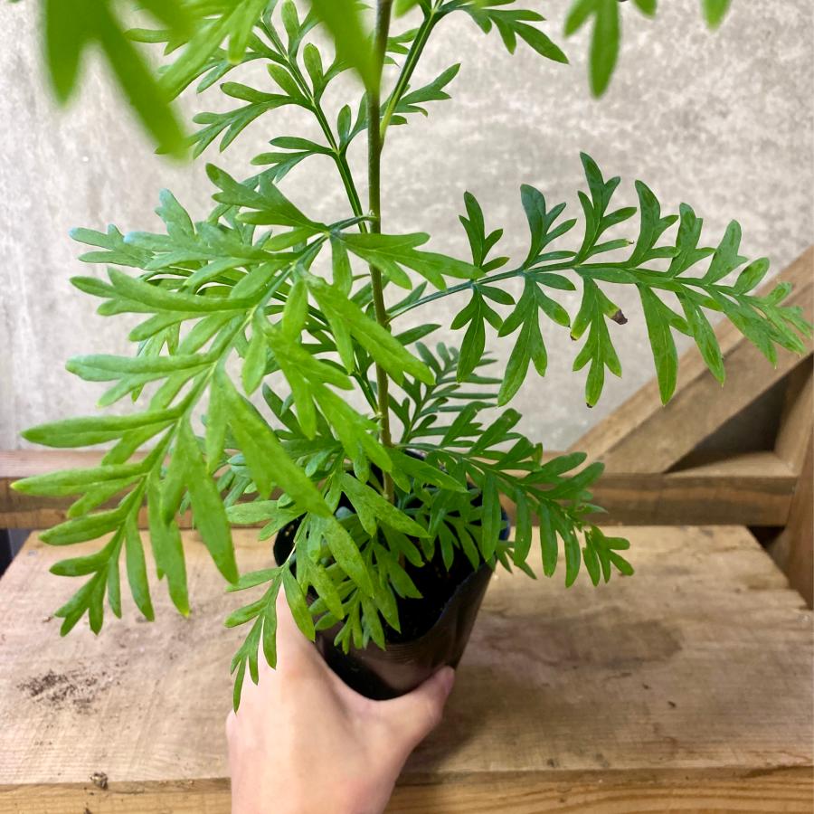 オージープランツ グレビレア ロブスタ : plantlife - 通販 - Yahoo