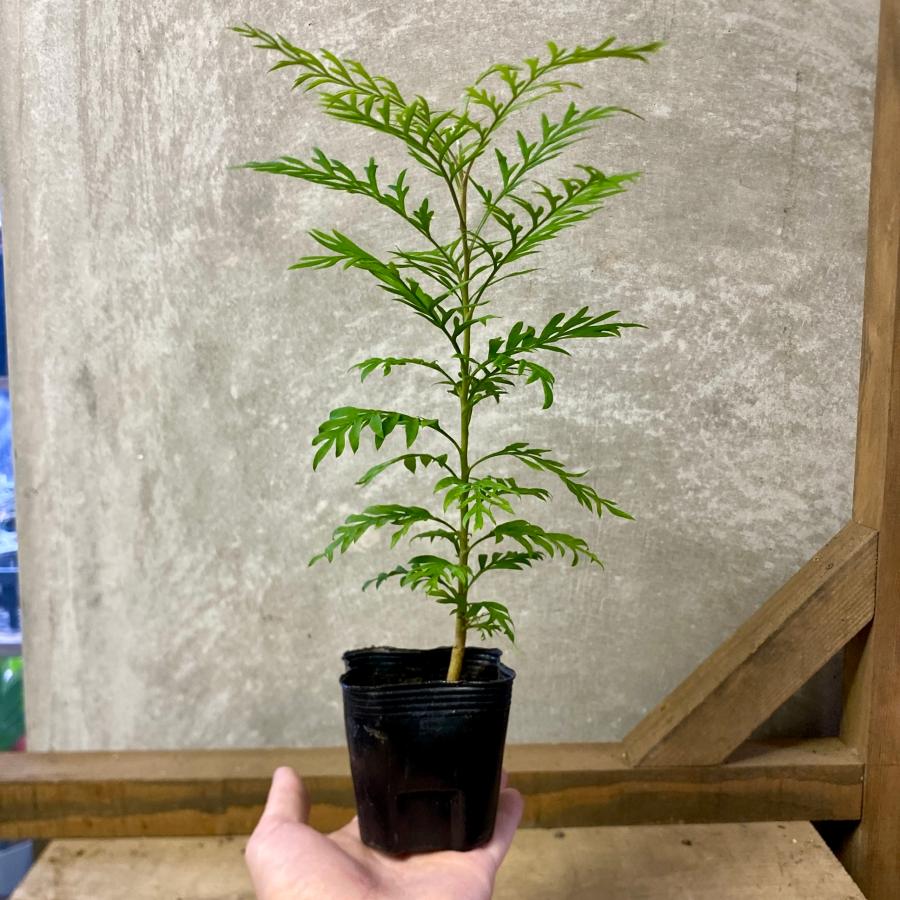 オージープランツ グレビレア ロブスタ : plantlife - 通販 - Yahoo