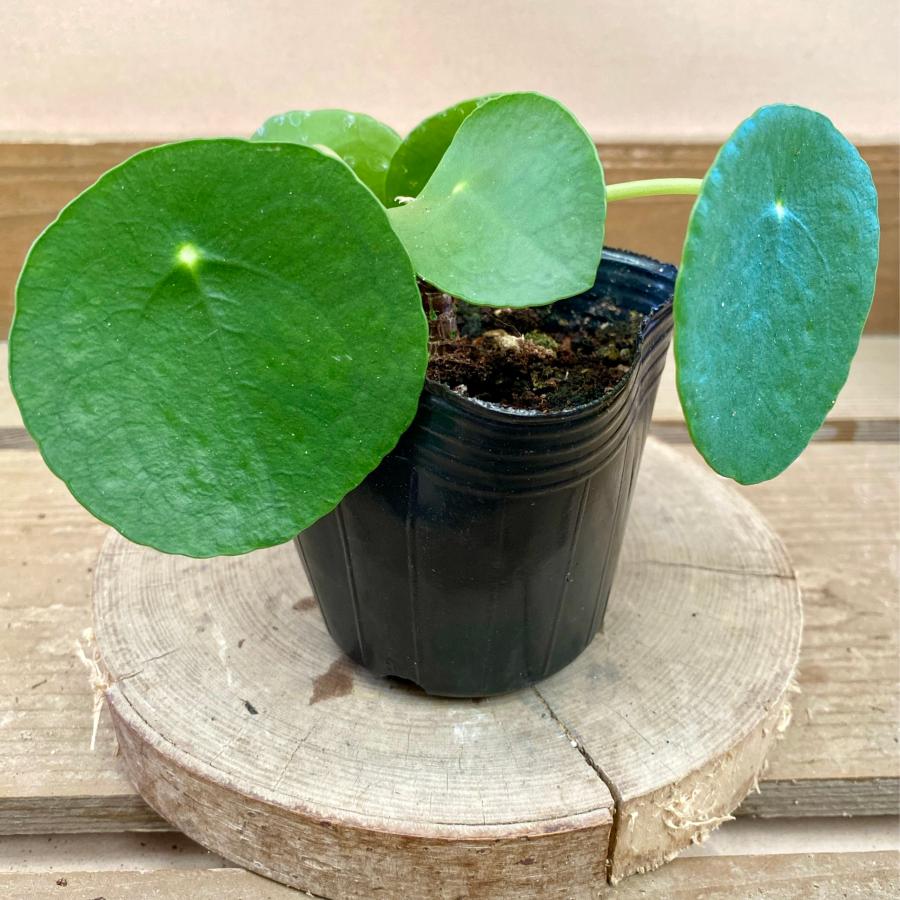 観葉植物 ピレア ペペロミオイデス : plantlife - 通販 - Yahoo