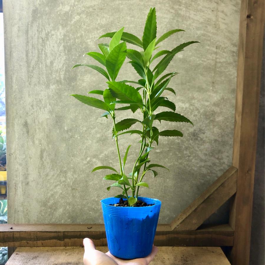 庭木 植木　千両　センリョウ　（黄実）｜plantlife｜06