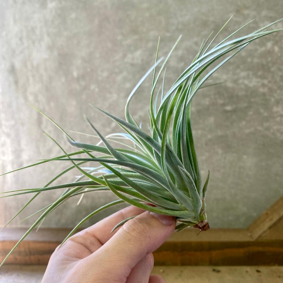 チランジア エアプランツ トラウディア : plantlife - 通販 - Yahoo