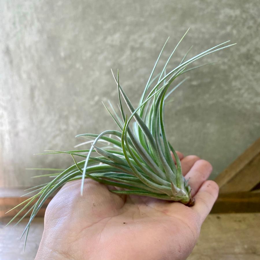 チランジア エアプランツ トラウディア : plantlife - 通販 - Yahoo