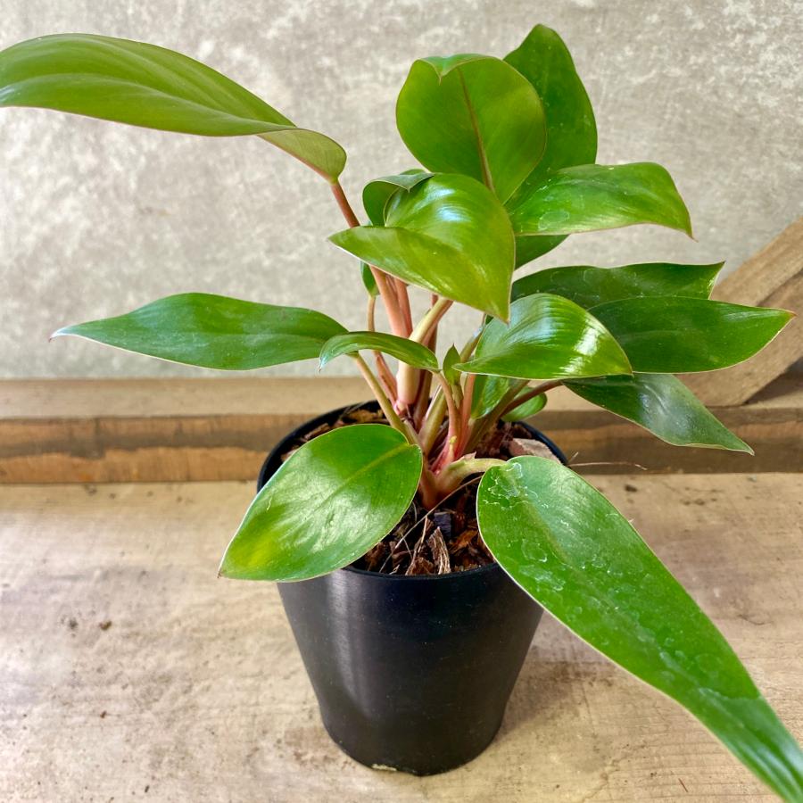 観葉植物 フィロデンドロン ブラックカーディナル : plantlife - 通販