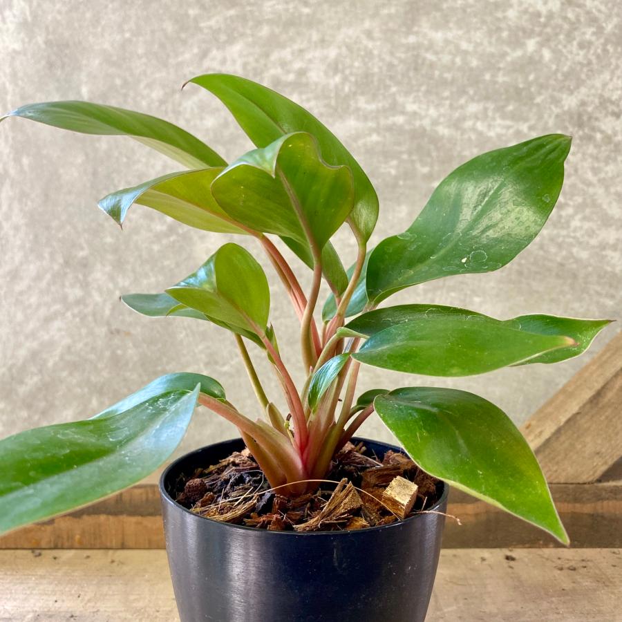 観葉植物 フィロデンドロン ブラックカーディナル : plantlife - 通販
