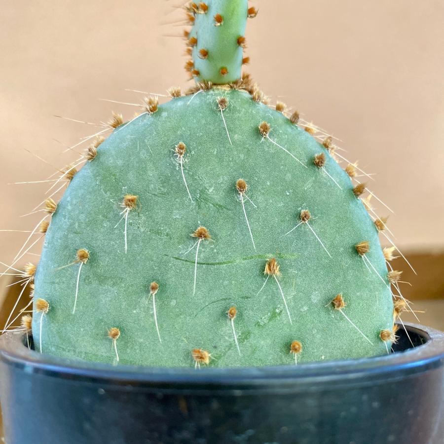 輸入苗 opuntia cv. curivispinus オプンチア サボテン 輸入苗 opuntia cv. curivispinus オプンチア サボテン 園芸ネット本店