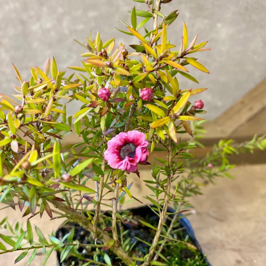 庭木 植木 苗木 ギョリュウバイ 茜むすび : plantlife - 通販 - Yahoo