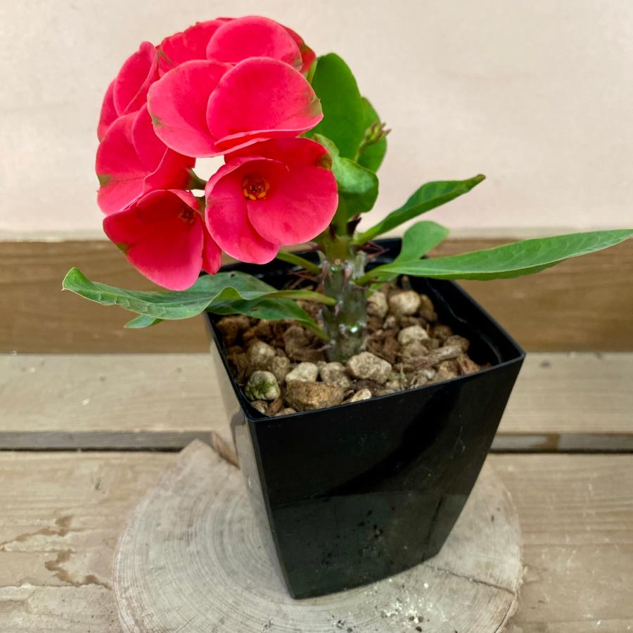 ユーフォルビア ハナキリン 八福神 赤花 : plantlife - 通販 - Yahoo