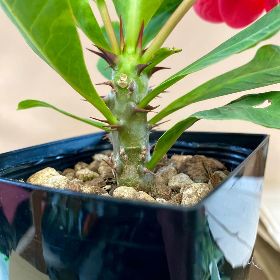 ユーフォルビア ハナキリン 八福神 赤花 : plantlife - 通販 - Yahoo