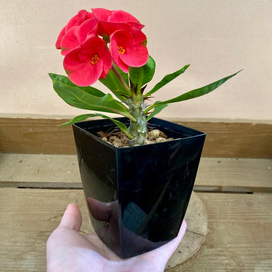 ユーフォルビア ハナキリン 八福神 赤花 : plantlife - 通販 - Yahoo
