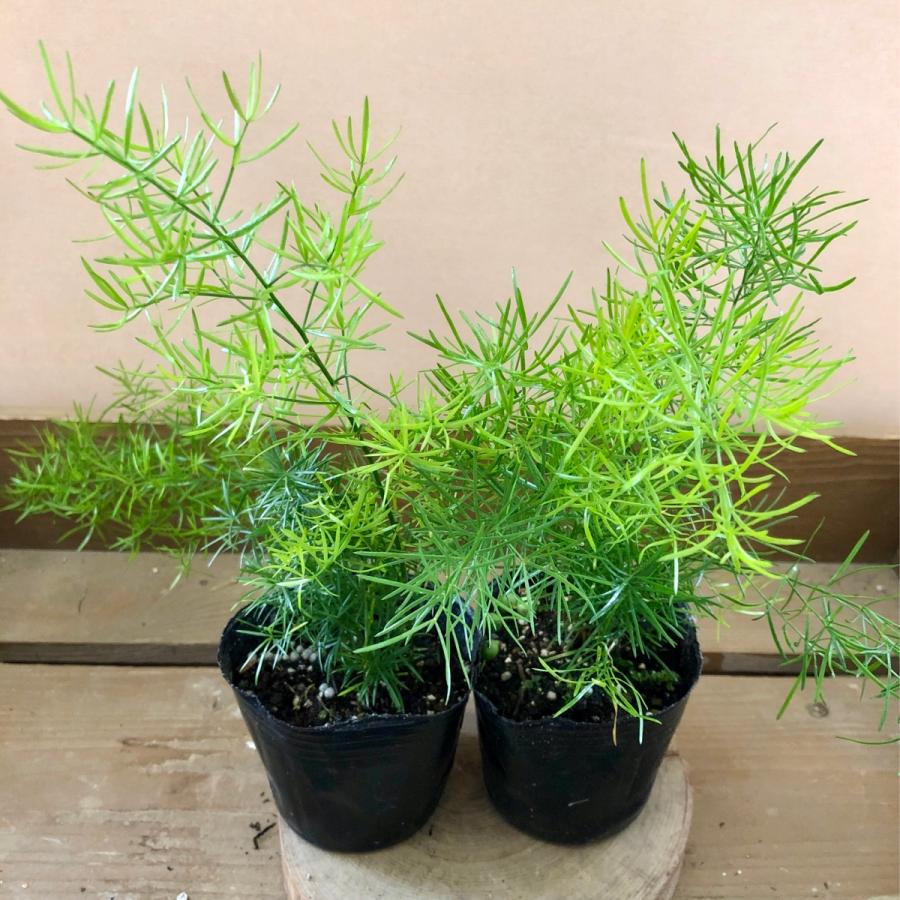 観葉植物 アスパラガス スプレンゲリー 2ポットset : plantlife - 通販