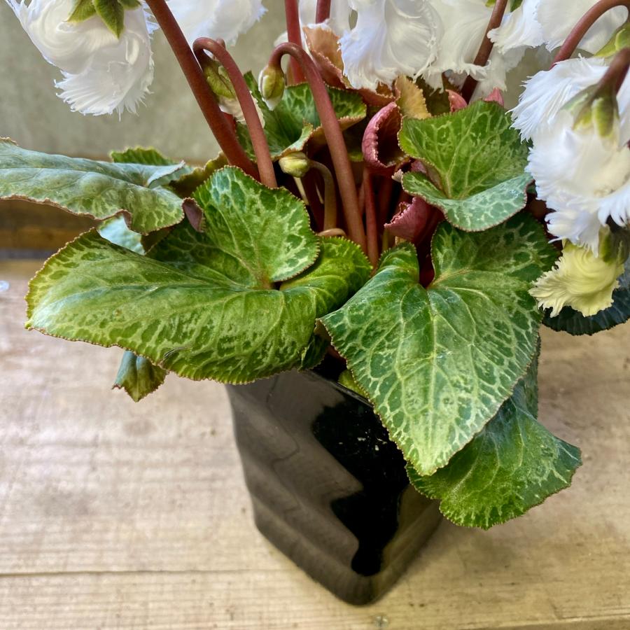 花苗 ミニシクラメン スワン : plantlife - 通販 - Yahoo!ショッピング
