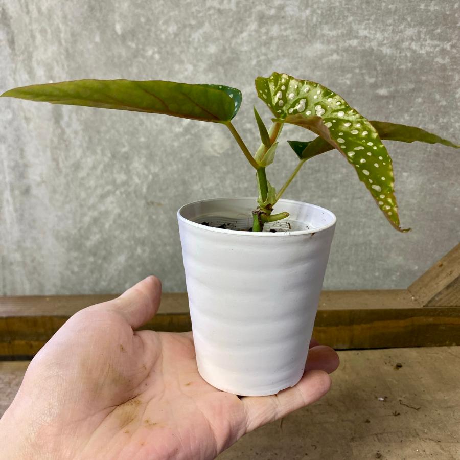 観葉植物 木立性ベゴニア ホワイトアイス : plantlife - 通販 - Yahoo