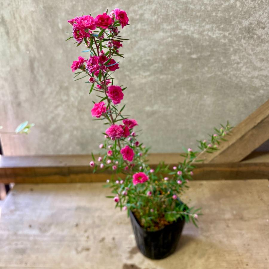 plantlife pl121805