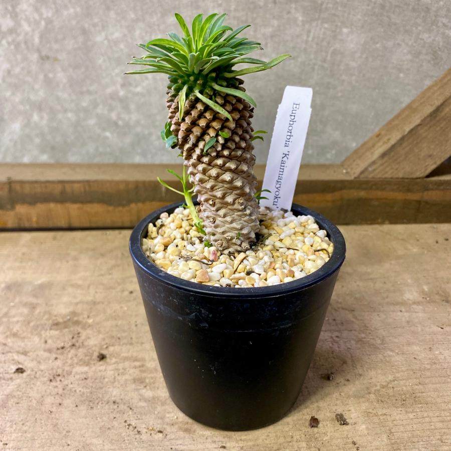 多肉植物　ユーフォルビア　怪魔玉（かいまぎょく）（Yahoo!・plantlife）