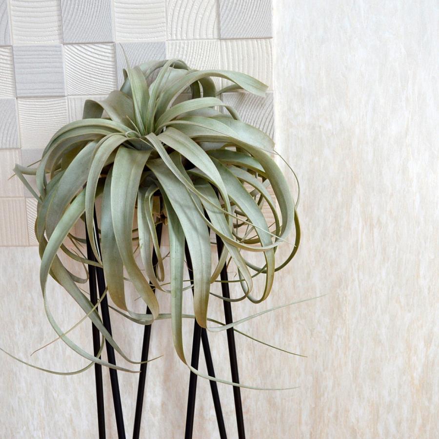 エアープランツ キセログラフィカ XLサイズ ロングリーフ