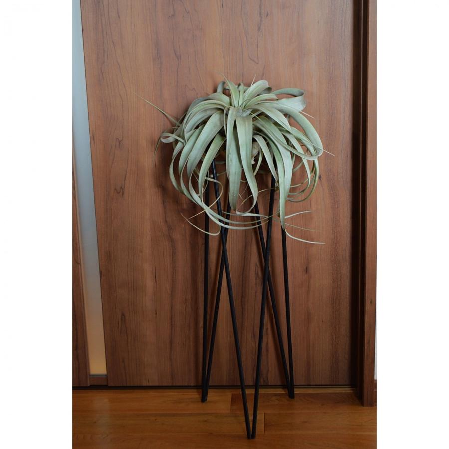 エアープランツ キセログラフィカ XLサイズ ロングリーフ