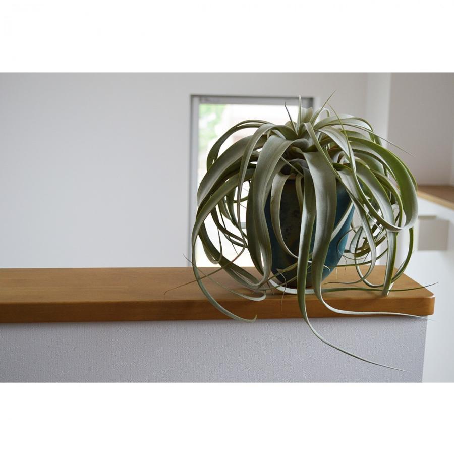 超絶希少❗️超特大サイズ❗️エアプランツの王様❗️キセログラフィカ　ロングリーフ✨ 超希少❗️エアプランツの王様❗️超ロングリーフ❗️サイズ大