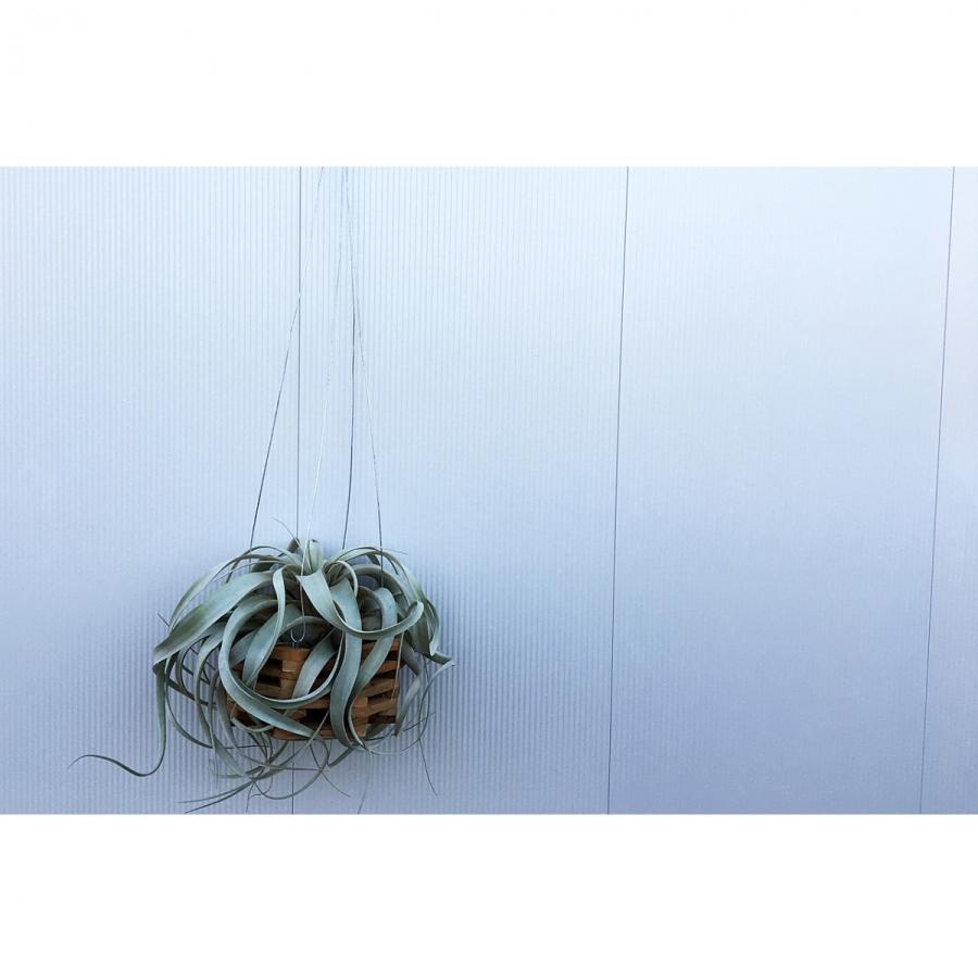 希少❗️エアプランツの王様❗️サイズ大❗️キセログラフィカ　ロングリーフ✨ 超希少❗️エアプランツの王様❗️超ロングリーフ❗️サイズ大