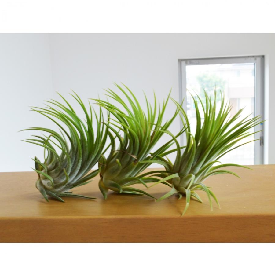 エアープランツ イオナンタ ルブラ ｌサイズ 価格は１個のお値段です ティランジア No 046 046 プランツ グラフィカ 通販 Yahoo ショッピング