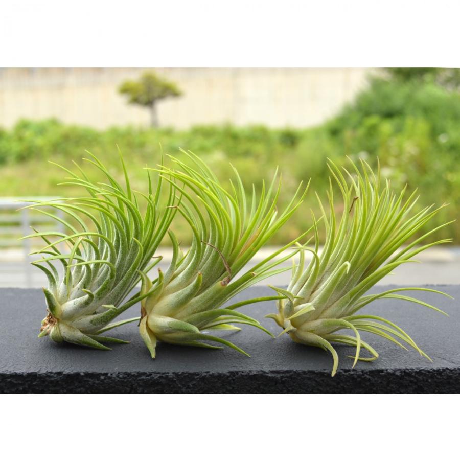 エアープランツ イオナンタ ルブラ ｌサイズ 価格は１個のお値段です ティランジア No 046 046 プランツ グラフィカ 通販 Yahoo ショッピング