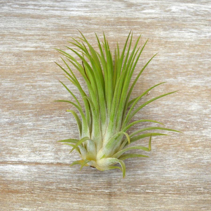 エアープランツ イオナンタ ルブラ ｌサイズ 価格は１個のお値段です ティランジア No 046 046 プランツ グラフィカ 通販 Yahoo ショッピング