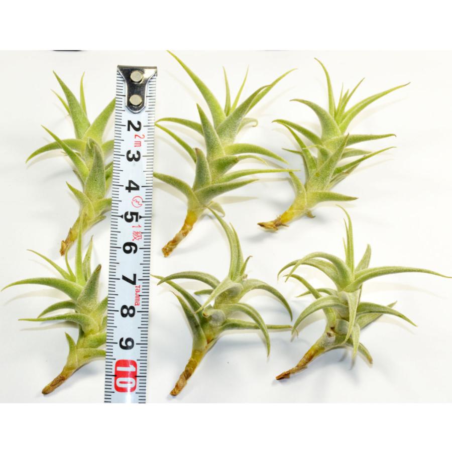 エアープランツ プルプレア 子株 ｓサイズ 価格は１個のお値段です ティランジア チランジア No 0066 Tillandsia 0066 プランツ グラフィカ 通販 Yahoo ショッピング