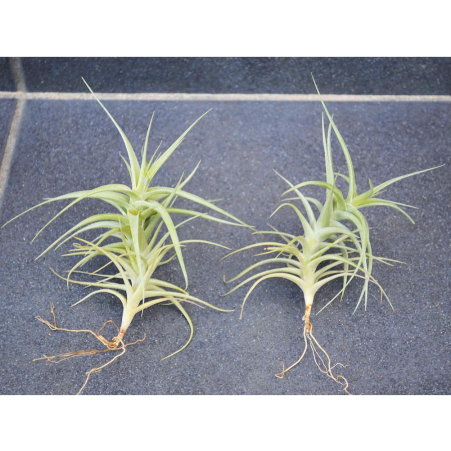 エアープランツ ベルゲリ ｓ ｍサイズ 価格は１個のお値段です ティランジア チランジア No 0069 Tillandsia 0069 プランツ グラフィカ 通販 Yahoo ショッピング