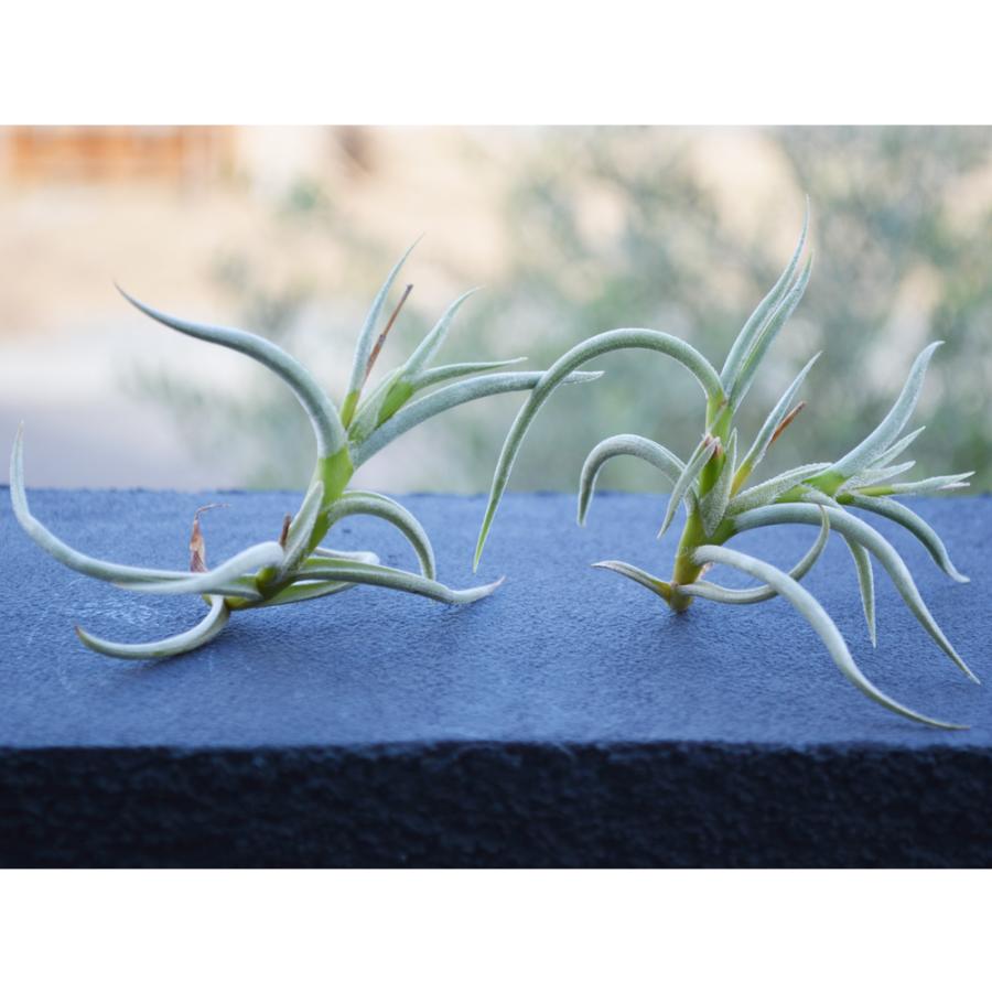 エアープランツ ミオスラ ｓサイズ 価格は１個のお値段です ティランジア チランジア No 0071 Tillandsia 0071 プランツ グラフィカ 通販 Yahoo ショッピング