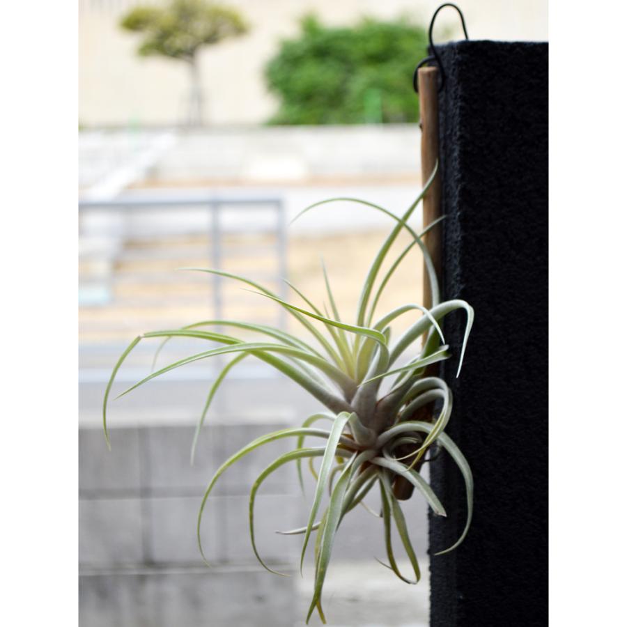 エアープランツ カピタータ ピーチ 流木付き ｍサイズ ティランジア チランジア No 0074 Tillandsia 0074 プランツ グラフィカ 通販 Yahoo ショッピング