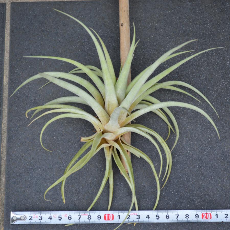 エアープランツ カピタータ ピーチ 流木付き ｓ ｍサイズ ティランジア チランジア No 0076 Tillandsia 0076 プランツ グラフィカ 通販 Yahoo ショッピング