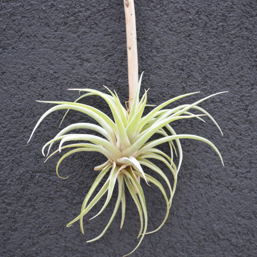 エアープランツ カピタータ ピーチ 流木付き ｓ ｍサイズ ティランジア チランジア No 0076 Tillandsia 0076 プランツ グラフィカ 通販 Yahoo ショッピング