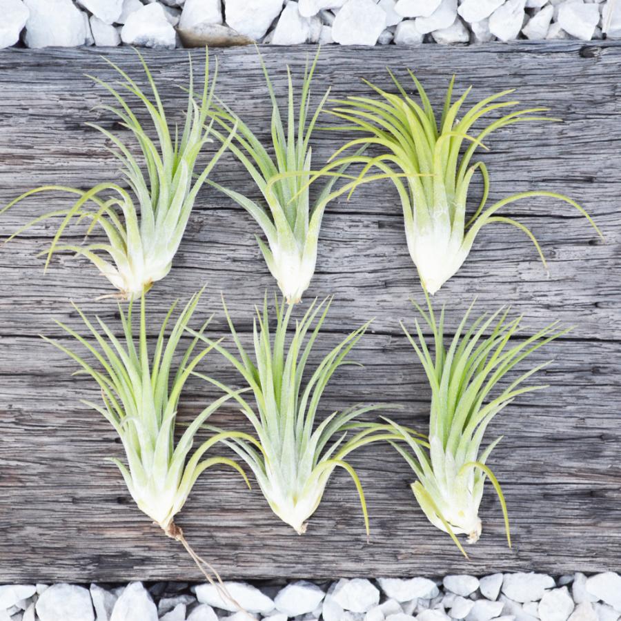 エアープランツ イオナンタ ドルイド ｓ ｍサイズ 価格は１個のお値段です ティランジア No 0080 Tillandsia 0080 プランツ グラフィカ 通販 Yahoo ショッピング