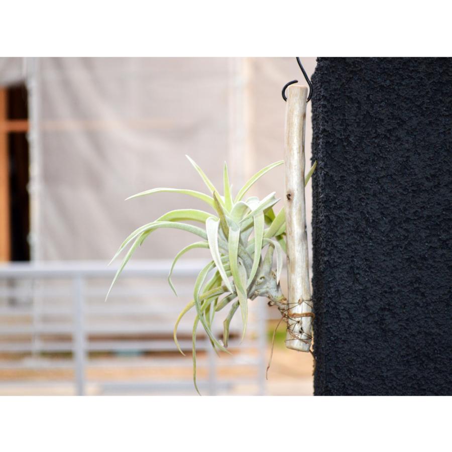 エアープランツ ハリシー 流木付き ｓサイズ ティランジア チランジア No 0085 Tillandsia 0085 プランツ グラフィカ 通販 Yahoo ショッピング