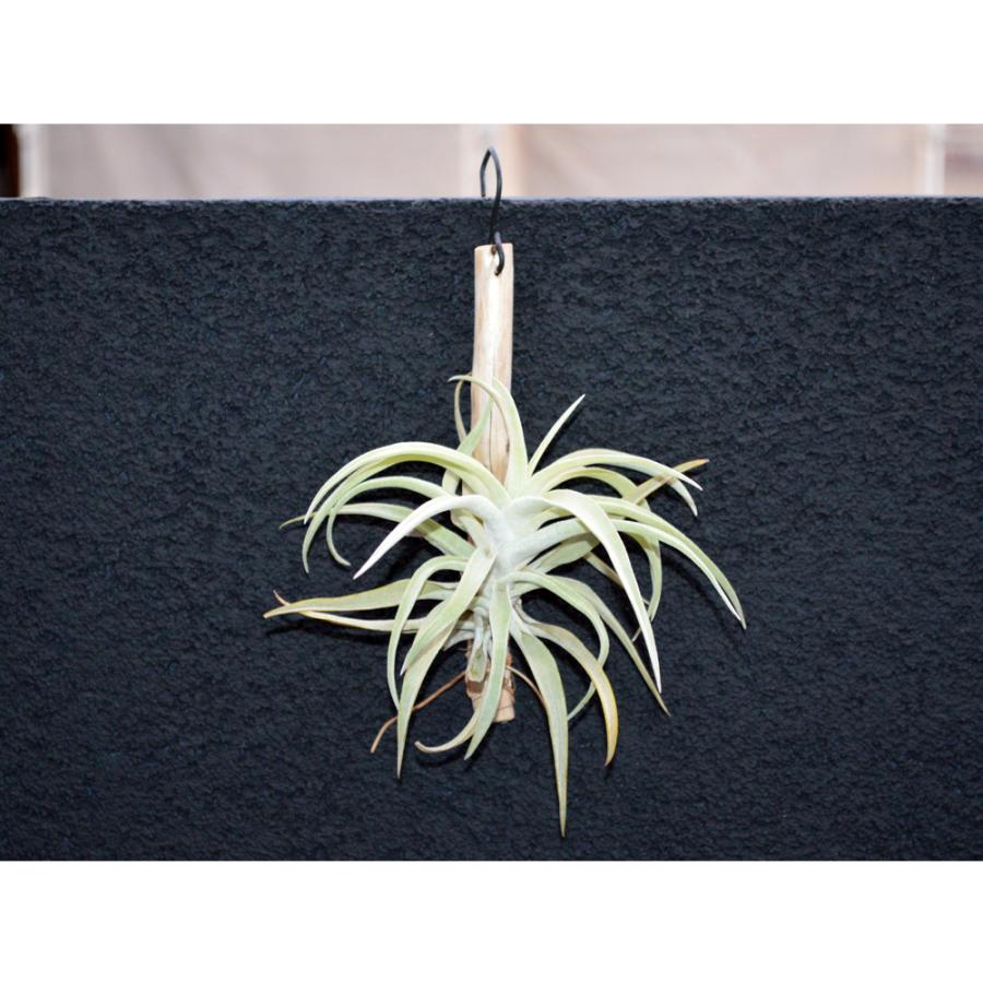 エアープランツ ハリシー 流木付き ｓサイズ ティランジア チランジア No 0085 Tillandsia 0085 プランツ グラフィカ 通販 Yahoo ショッピング