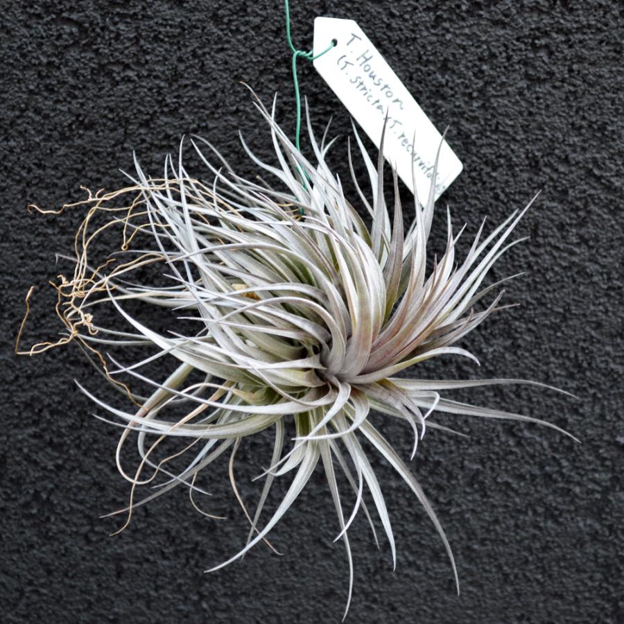 エアープランツ ヒューストン ｍサイズ ティランジア チランジア No 0091 Tillandsia 0091 プランツ グラフィカ 通販 Yahoo ショッピング