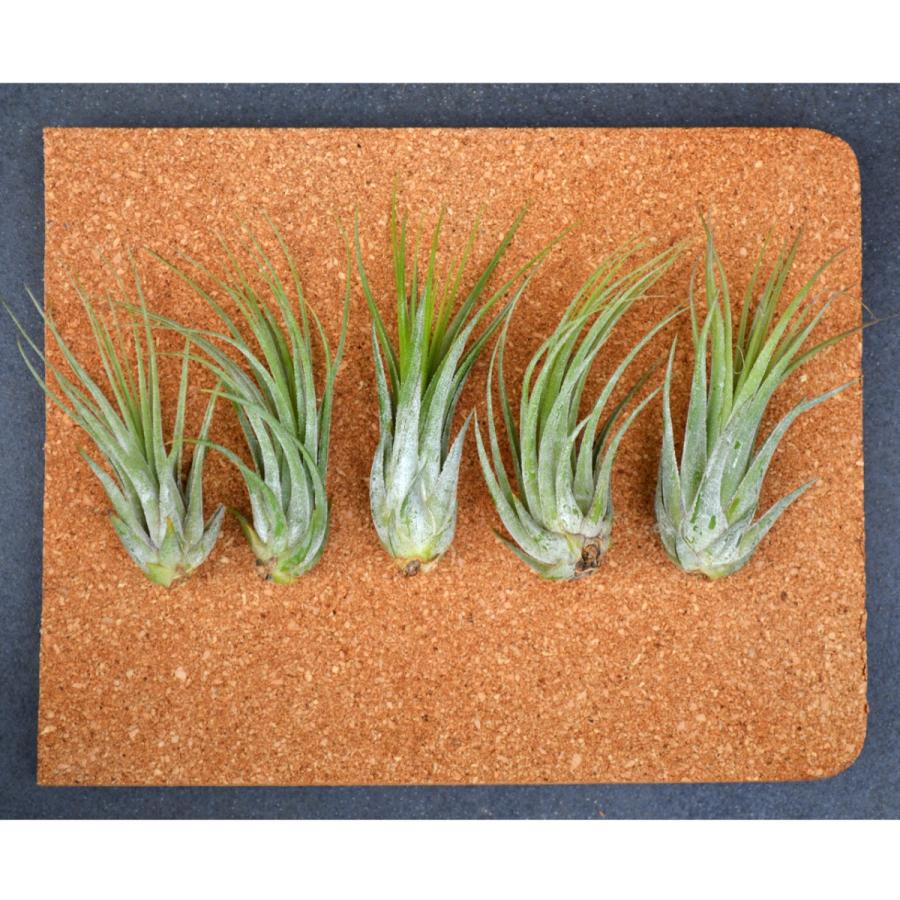 エアープランツ スカポーサ ｍ ｓサイズ 価格は１個のお値段です ティランジア No 061 Tillandsia 061 プランツ グラフィカ 通販 Yahoo ショッピング