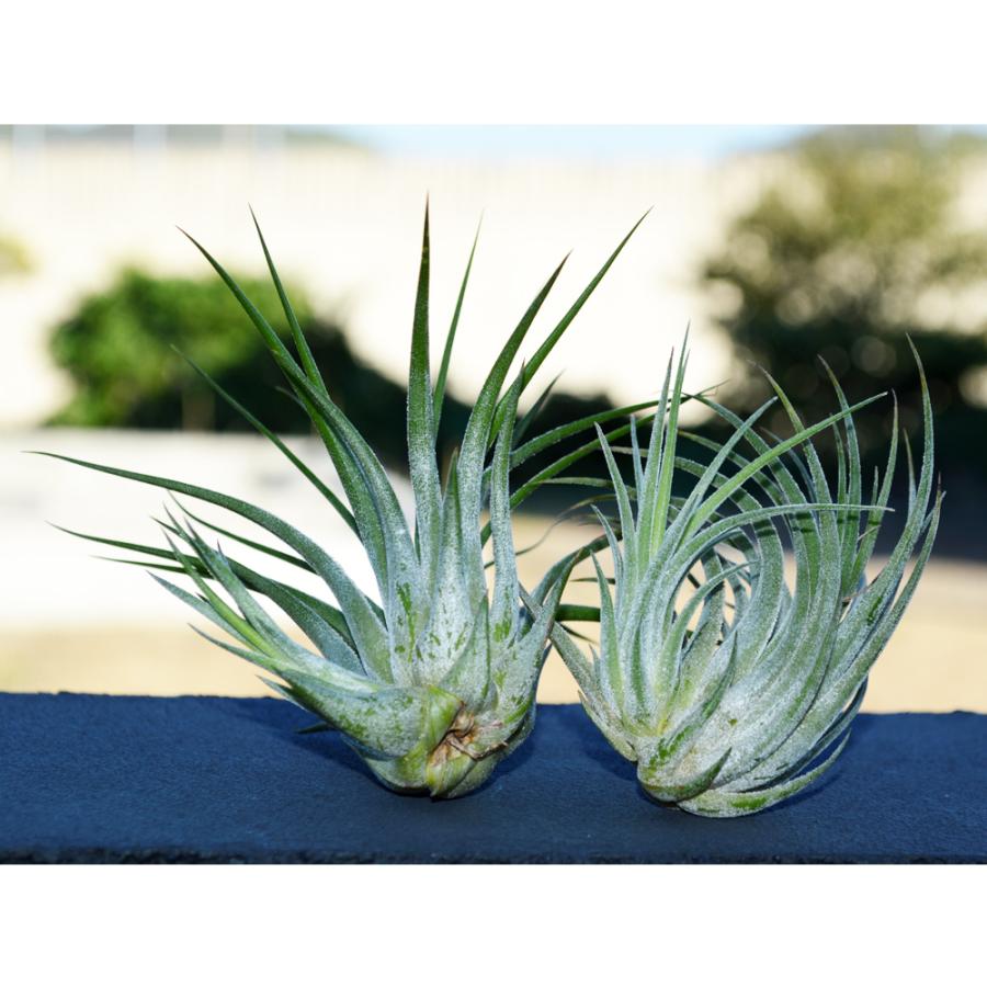 エアープランツ スカポーサ ｍサイズ 子株付き 価格は１個のお値段です ティランジア No 065 Tillandsia 065 プランツ グラフィカ 通販 Yahoo ショッピング