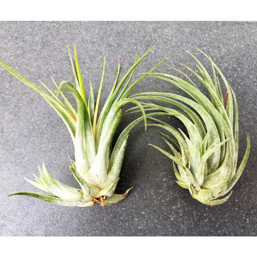 エアープランツ スカポーサ ｍサイズ 子株付き 価格は１個のお値段です ティランジア No 065 Tillandsia 065 プランツ グラフィカ 通販 Yahoo ショッピング