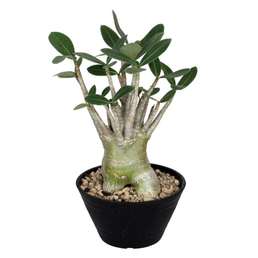 アデニウム アラビカム ドワーフ 6寸 アデニウム・アラビカム 6号【観葉植物 多肉植物 グリーン 6寸