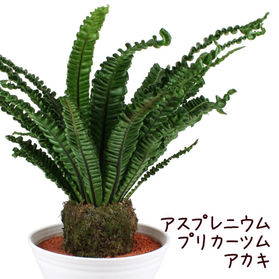 アスプレニウム・プリカーツム・アカキ 10号【観葉植物 10寸 尺 おしゃれ 新生活 インテリア グリーン プレゼント 室内 かわいい シダ ...