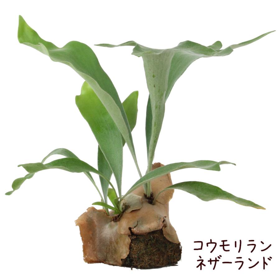 コウモリラン・ネザーランド 水苔着生 板なし【ビカクシダ 観葉植物