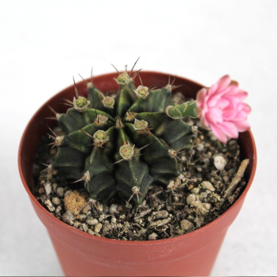 サボテン 牡丹玉 2.5号【観葉植物 多肉植物 インテリア グリーン 卓上