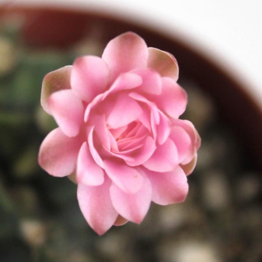 サボテン 牡丹玉 2.5号【観葉植物 多肉植物 インテリア グリーン 卓上