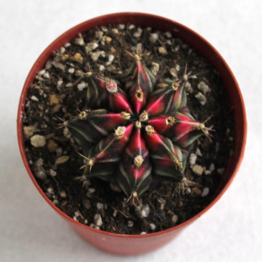 サボテン 牡丹玉 2.5号【観葉植物 多肉植物 インテリア グリーン 卓上