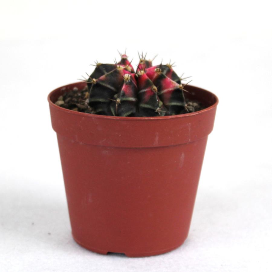 サボテン 牡丹玉 2.5号【観葉植物 多肉植物 インテリア グリーン 卓上